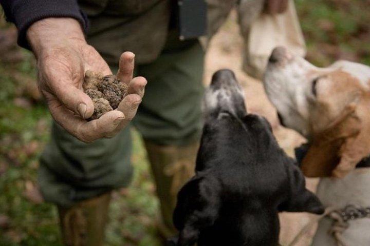 Caça às trufas e degustação de vinhos - Tour privado
