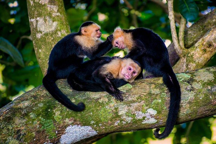 Monkey Tour With Local Cuisine