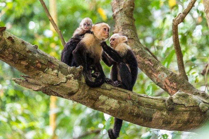 Monkey Tour With Local Cuisine