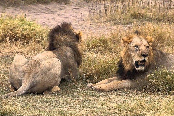 4日間マサイマラ国立保護区 - ナイロビ発ナクル国立公園