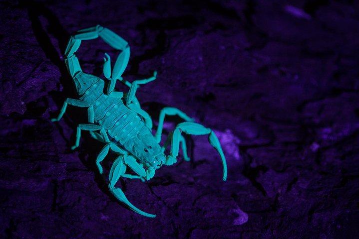 Erkunden Sie nachts einen Regenwald voller wildlebender Tiere!