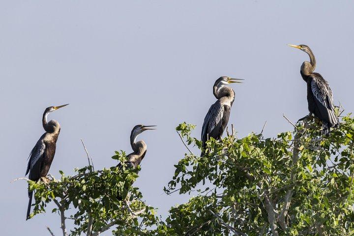 Safari privado en el parque nacional de Bundala con naturalista