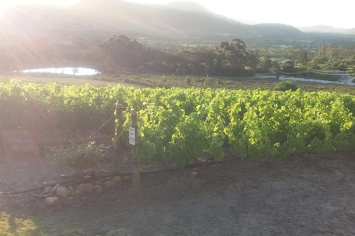 Private Visit to Wineries Stelenbosch from Cape Town Price/Group
