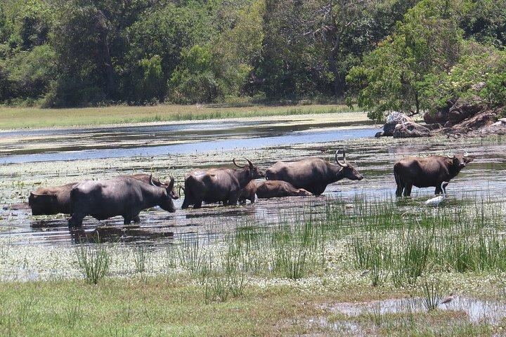 クマナ国立公園サファリ
