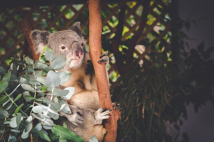 Exclusive Blue Mountains Wildlife and Bushwalk Tour From Sydney