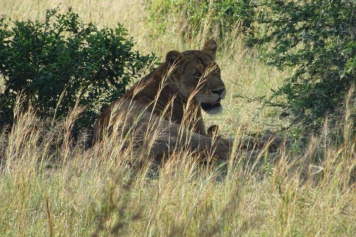 3 dias Murchison cai parque Uganda