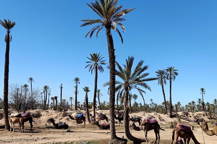 camel ride on the palm grove marrakech