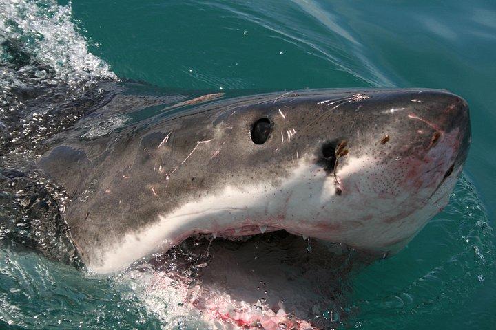 Shark Cage Diving & Viewing in False Bay