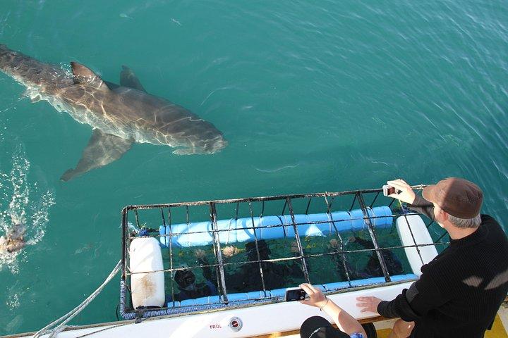 Shark Cage Diving & Viewing in False Bay