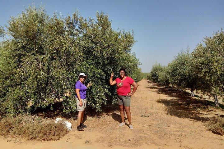 Olijfolieboerderijtour met proeverij vanuit Sevilla