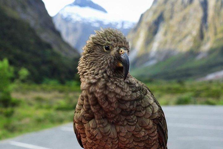 テアナウ発のプレミアム ミルフォード サウンド ツアー、クルーズ、ランチ