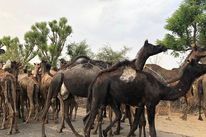 Privat: Sambhar Salt Lake & Off Road Tour ab Jaipur inklusive Mittagessen