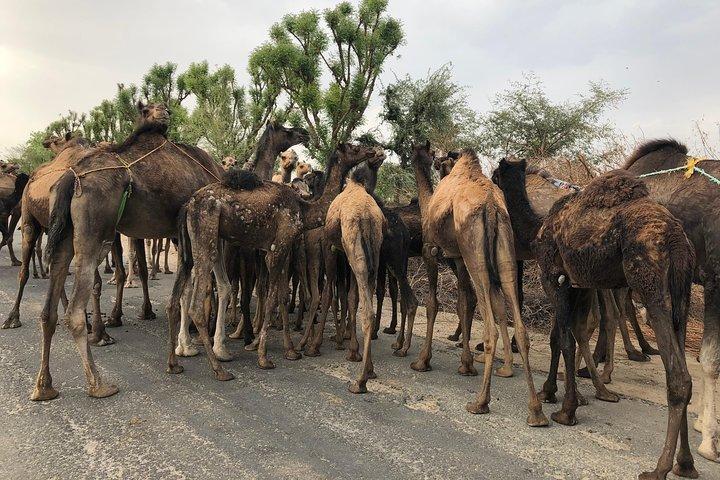 Privat: Sambhar Salt Lake & Off Road Tour ab Jaipur inklusive Mittagessen