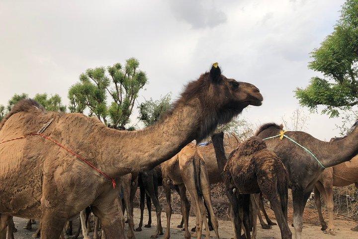 Privat: Sambhar Salt Lake & Off Road Tour ab Jaipur inklusive Mittagessen