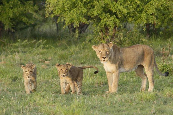 Botswana Chobe National Park Classic Safari -10 noches / 11 días