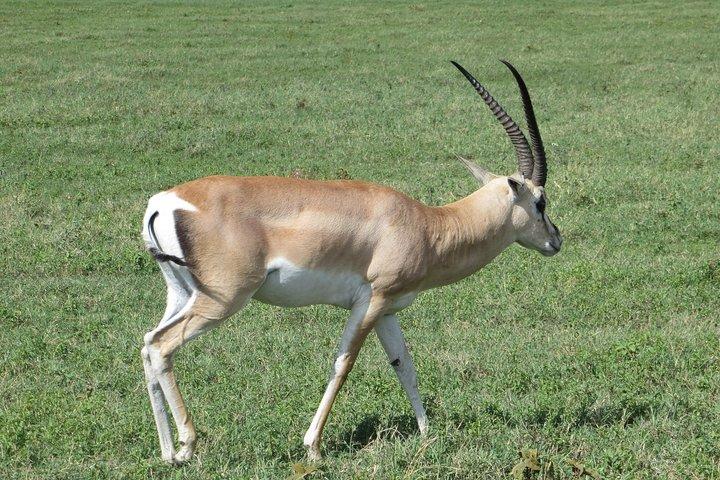 Dagtur til Trangire National Park fra Arusha