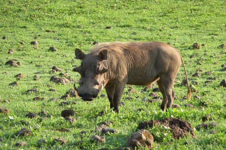 アルーシャからトランジレ国立公園への日帰り旅行