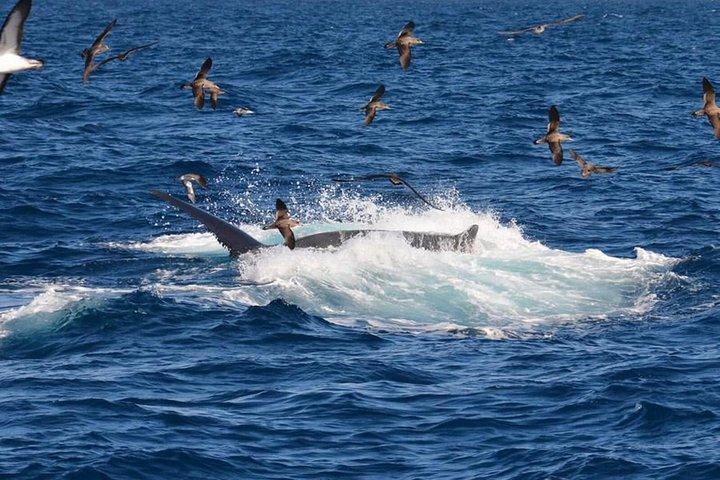 2-timers Dolphin og Whale Watching på Gran Canaria