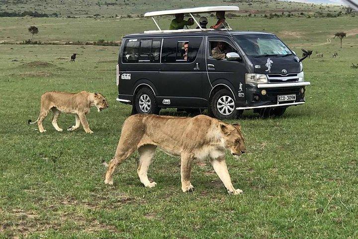 Safari indimenticabile di 6 giorni nel Masai Mara, Nakuru e Amboseli, in Kenya