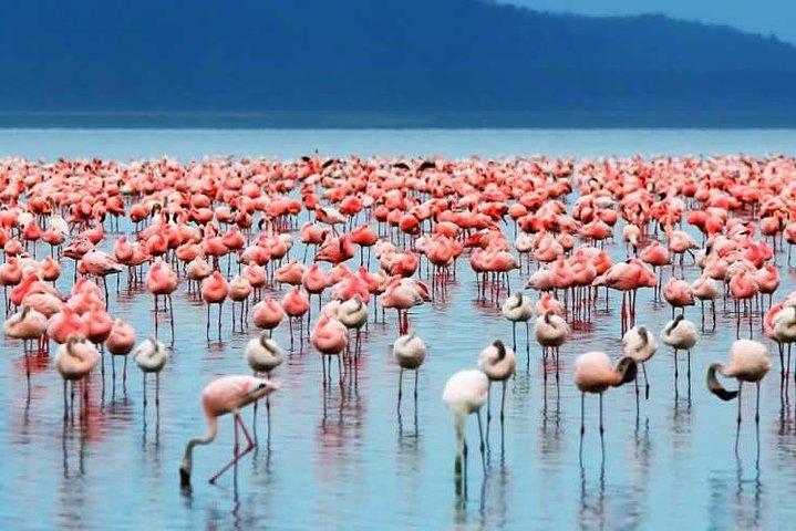 Safari économique de 5 jours au Kenya