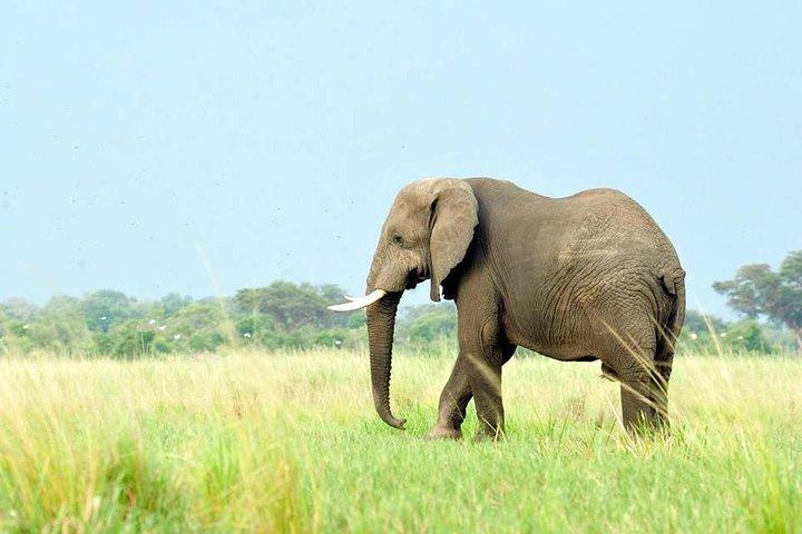 Safari di 5 giorni per grandi migrazioni e budget in Tanzania