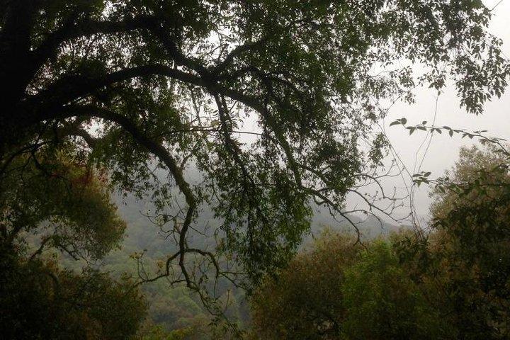 Caminhada na Floresta da Nuvem