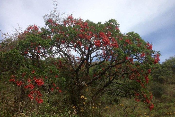 Caminhada na Floresta da Nuvem