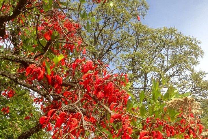 Caminhada na Floresta da Nuvem
