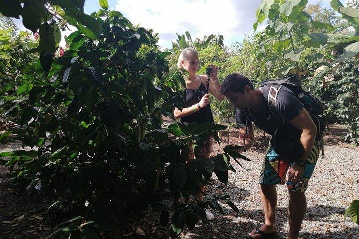 Chocolate, Coffee & Sugar Cane Experience - La Fortuna