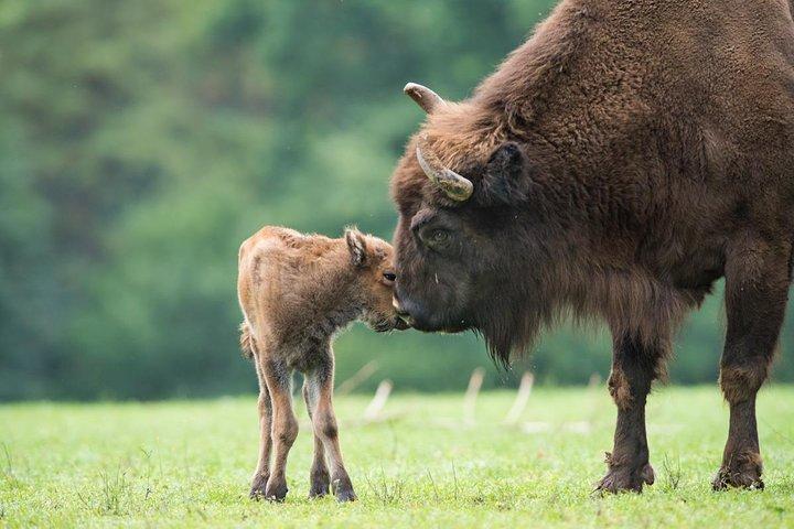 Bialowieza Nationalpark Kleingruppentour ab Warschau mit Mittagessen inklusive