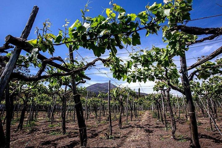 Ruínas de Pompéia e Monte Vesúvio com almoço e degustação de vinhos de Roma
