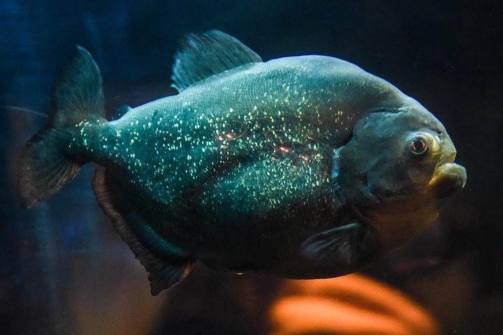 Boleto de entrada SEA LIFE Brighton