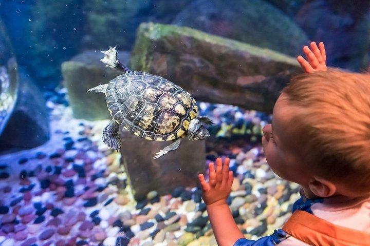 Boleto de entrada SEA LIFE Brighton