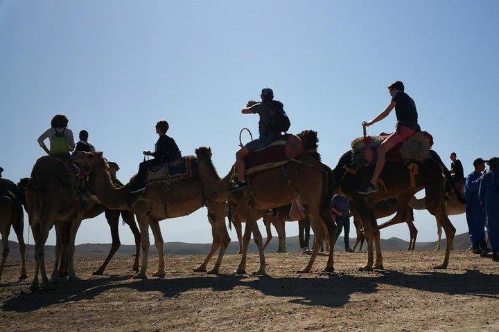 Dromedário no deserto agafay