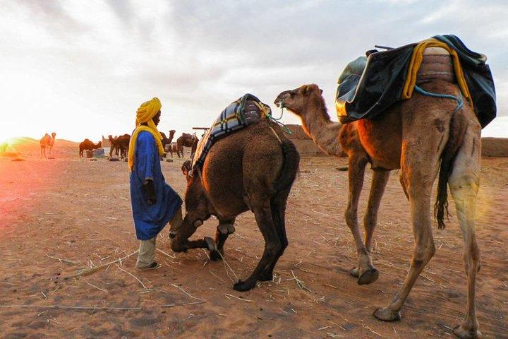 Dromedário no deserto agafay
