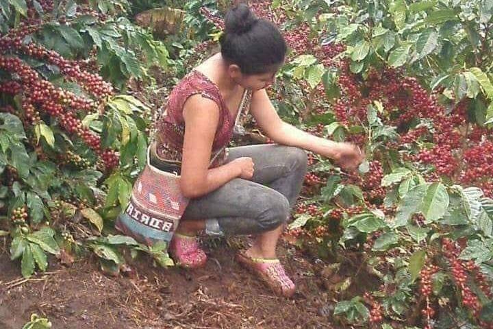 Experiência de plantação de café