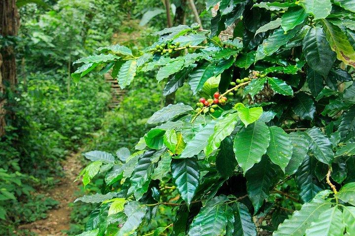 コーヒー農園体験