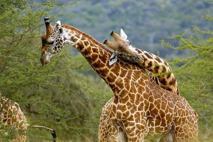 11日間ケニアとタンザニアベストオブケニアサファリ
