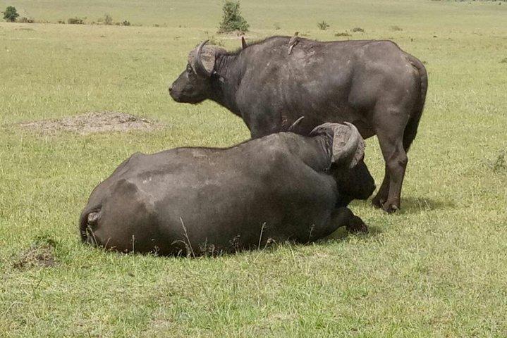 Incrível Safari de 9 dias no Quênia e na Tanzânia