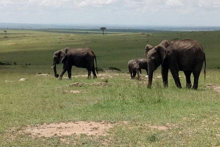 Incrível Safari de 9 dias no Quênia e na Tanzânia