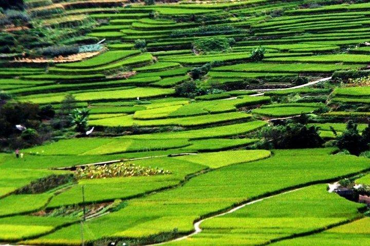 Excursão de escala privada a Tianluokeng Tulou do aeroporto de Xiamen ou porto de cruzeiros