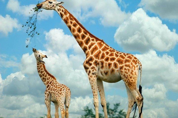 キリン センターと象の孤児院のガイド付き日帰りツアー