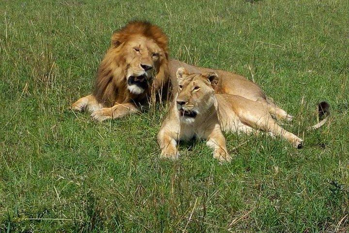 Grande Safari de 7 Dias em Migração e Orçamento no Quênia
