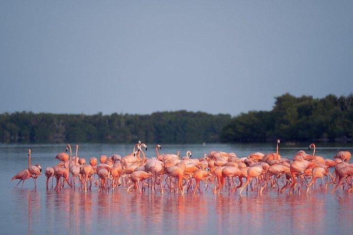 Découvrez les FABULEUSES EAUX ROSES des Caraïbes (Las Coloradas + Río Lagartos)