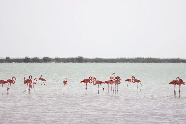 Découvrez les FABULEUSES EAUX ROSES des Caraïbes (Las Coloradas + Río Lagartos)