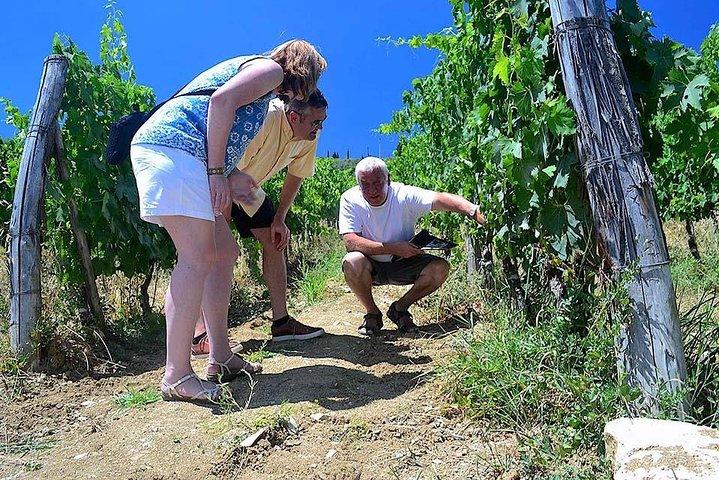 Visita a la bodega Chianti Classico y Super Tuscan 3