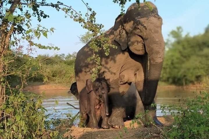 Hoteller i nærheden af Udawalawe National Park - Halvdags safari