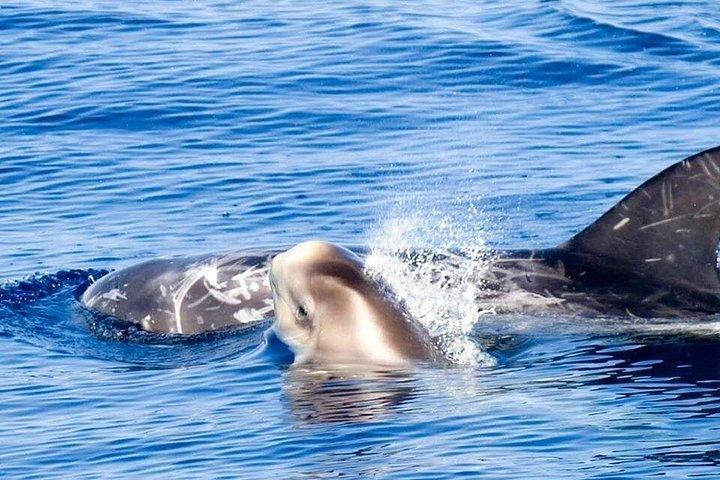3 つの島: フエルテベントゥラ島、イスラ デ ロボス、ランサローテ島、プラヤス デ パパガヨ