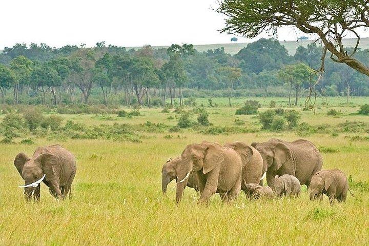 3 dages bedste af Tanzania Safari