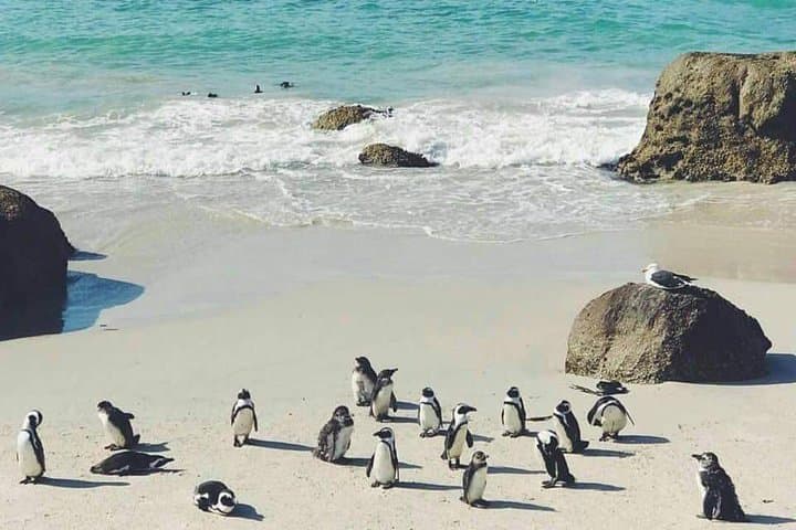 Private Cape Peninsula Tour